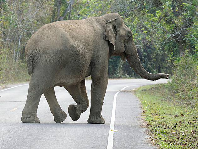 Agresivní slon trápí Indy. Zabil nejméně 20 lidí, vesničané před ním utíkají
