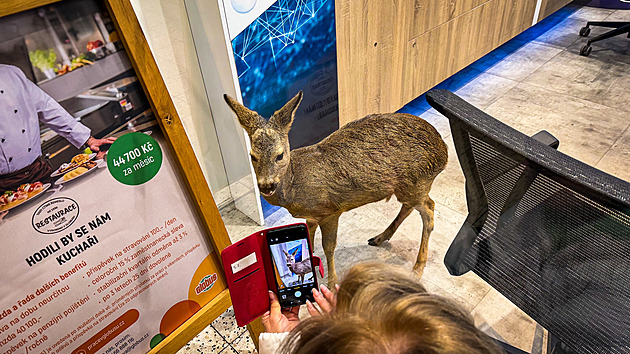 VIDEO: Do obchoďáku zabloudil srnec, zaujala ho prodejna s telefony