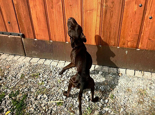 Standardní domácnost, psi vyhublí na kost, zaznělo u soudu. Manžele viní z týrání