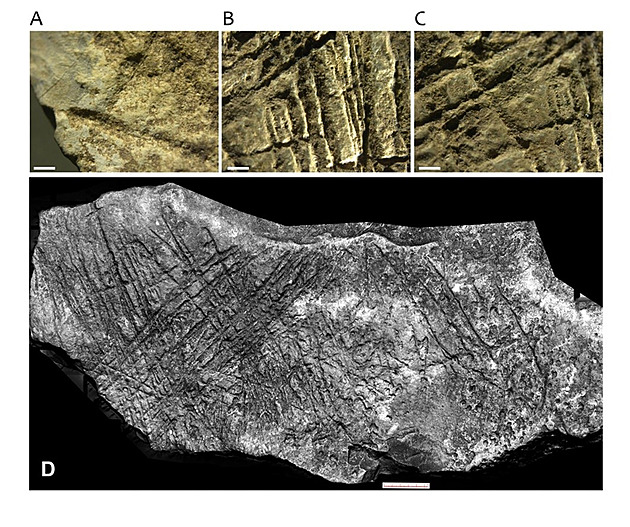 Koňská hlava stará 15 tisíc let. Vědci našli v Moravském krasu unikátní rytinu