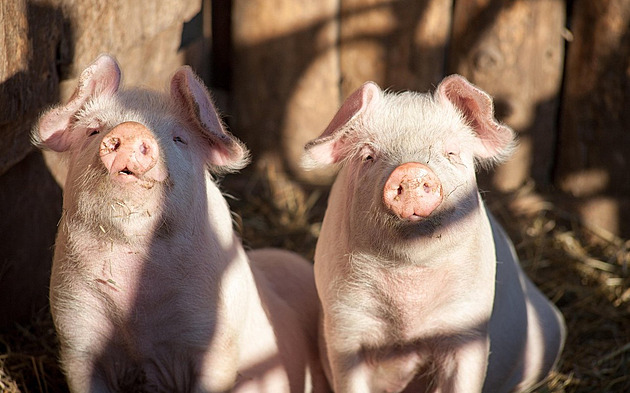 Zabijačky na ústupu. Výkupní cena prasat se propadla, chovatelé jsou ve ztrátě