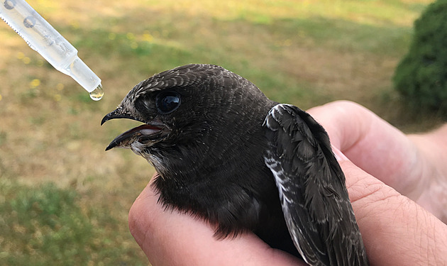 Zachraňovaných divokých zvířat přibývá, přesto stát omezuje podporu stanic