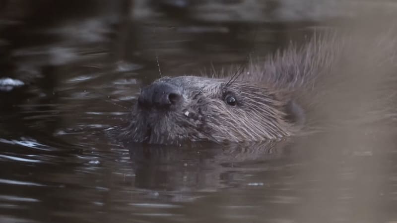 Bobři migrují ze Šumavy dál. Řádí už i v Krumlově nebo Českých Budějovicích, lov je složitý