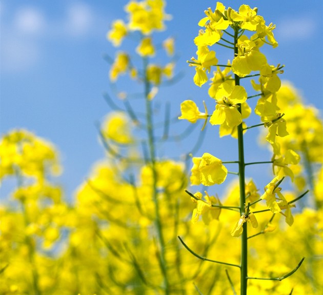 Zelení nepřátelé v ovzduší. Velký průvodce 30 největšími pylovými alergeny