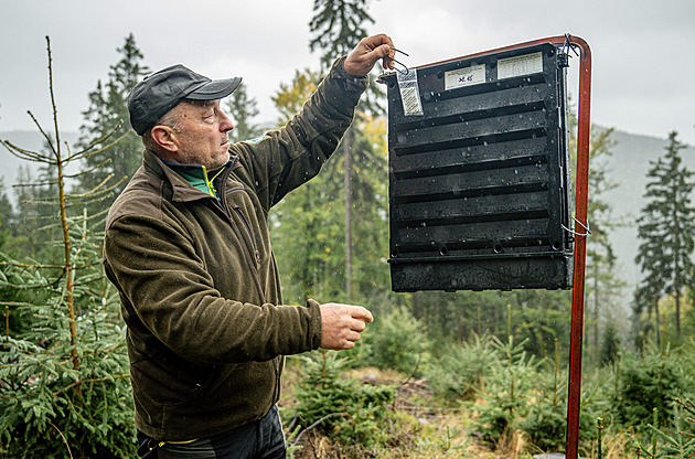 Kůrovec v Krkonoších je zatím pod kontrolou, příští rok se očekává zhoršení